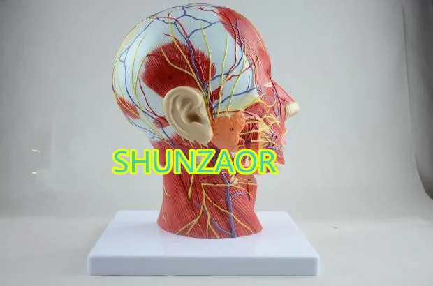 Человек череп с мышцами и нервами кровеносного сосуда головной раздел мозга