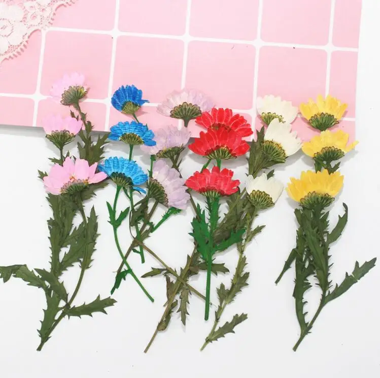 120pcs 5-7cm Side Pressed Dried Daisy Flowers Plant Herbarium For Jewelry Postcard Invitation Card Phone Case Bookmark Craft DIY | Дом и сад