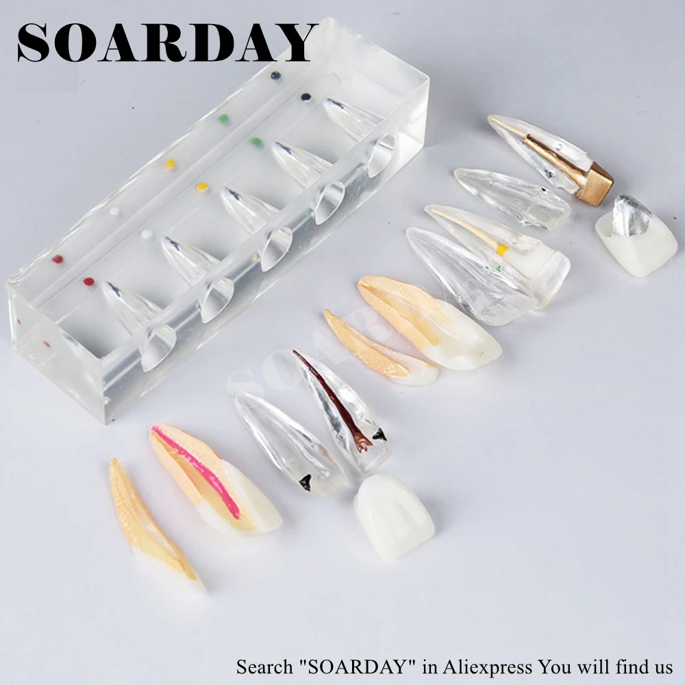 SOARDAY эндодонтическая реставрация модель обучения практики стоматолога пациента