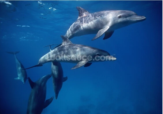 Обои на заказ для детей. Дельфины Красного моря. 3D панели с дельфинами детской