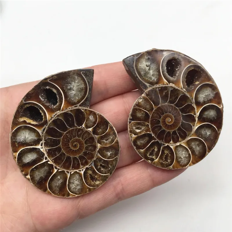 2 шт Половина вырезать аммонит оболочки пара Fossil образец из Мадагаскара модное