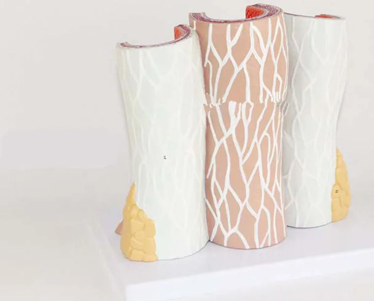 Артериовенозная модель. Модель кровеносных сосудов. Артерия модель для изучения