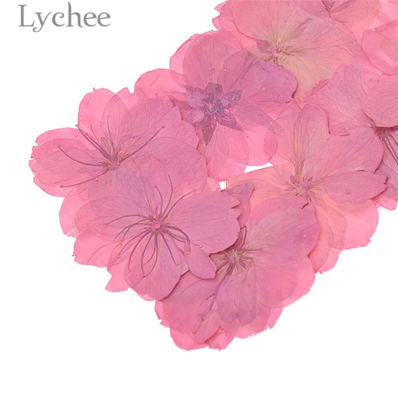 Lychee прессованный Высушенный Цветок сакуры натуральный цветок вишни домашнее
