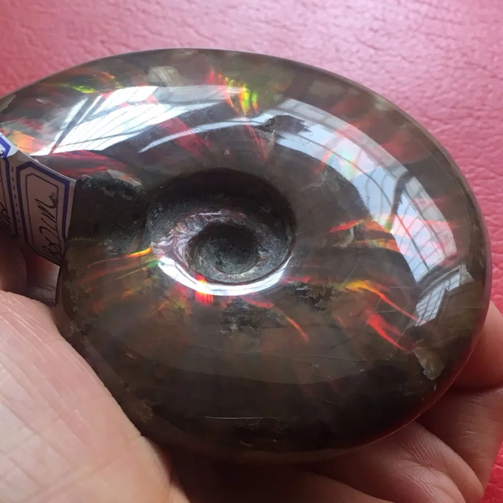 

460g color FOSSILIZED SNAIL AMMONITE MINERAL FROM MOROCCO . MULTI-COLOR FIRE