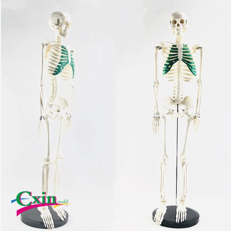 85 см человеческая кость зеленая стернумовая модель Йога медицинское