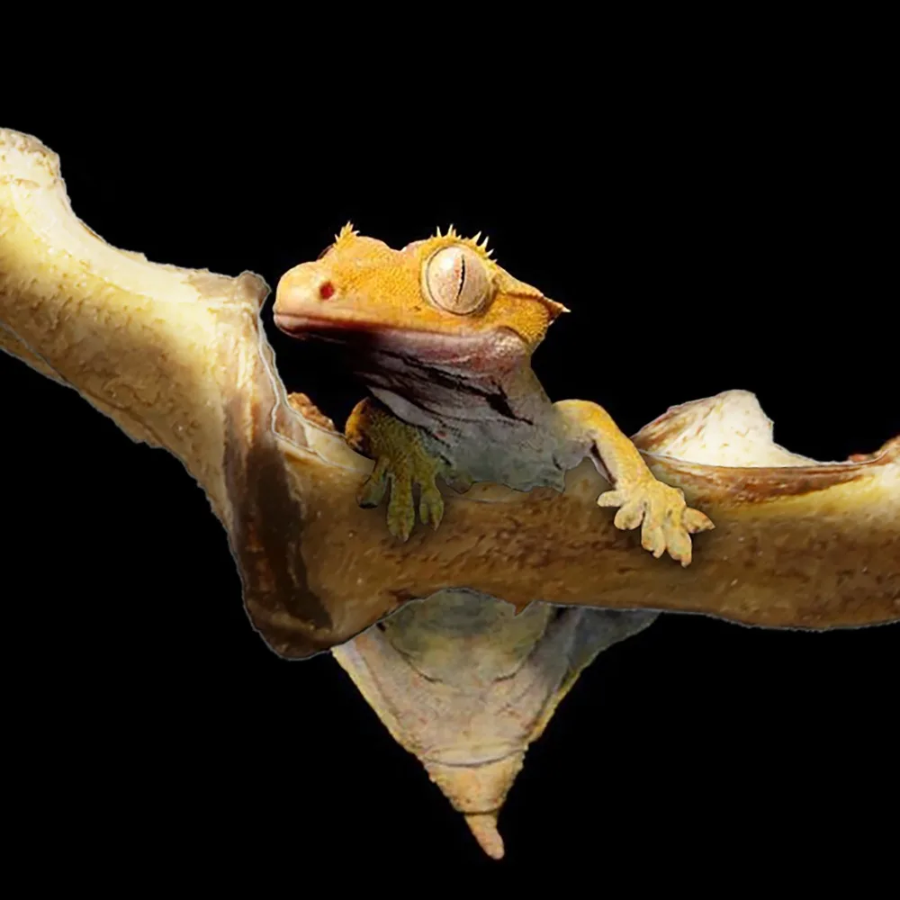 Искусственная полиуретановая лоза винограда вентилируемый корень для Gecko Lizard