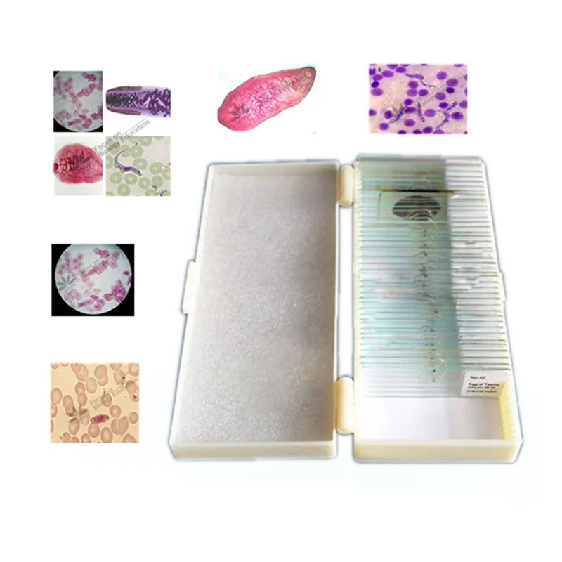 42 шт. подготовленные для изучения биологии микроскопа|microscope slides|microscope prepared slideslides