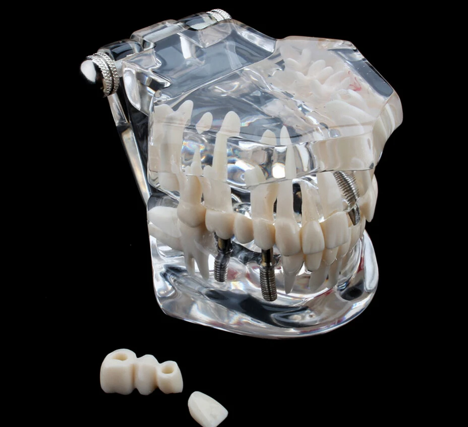 Стоматологическая лаборатория анатомических зубов обучающая модель мозга