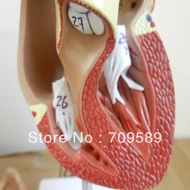 

HOT SALES advanced life size heart model
