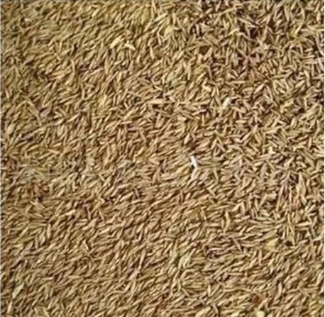 100seeds/bag Freshly picked bamboo seed Mao large rice edible seeds |