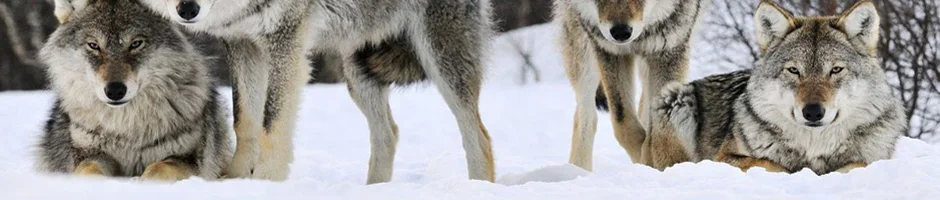 Новинка, зимнее теплое пальто из волчьего меха, парка, меховое пальто с капюшоном, длинное Мужское пальто из натурального меха, теплая верхняя одежда, парка из меха енота, пальто красного цвета