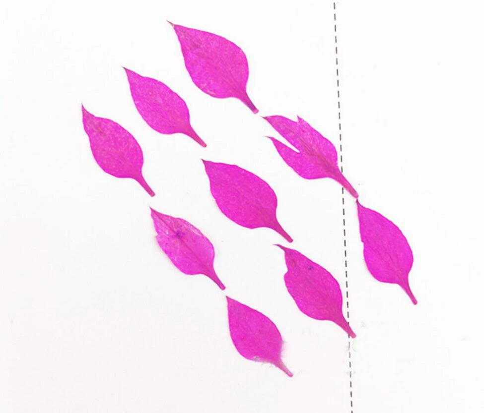 60 шт. прессованные высушенные лепестки цветов влюбленных в тумане растительный