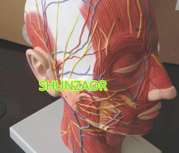 Человек череп с мышцами и нервами кровеносного сосуда головной раздел мозга