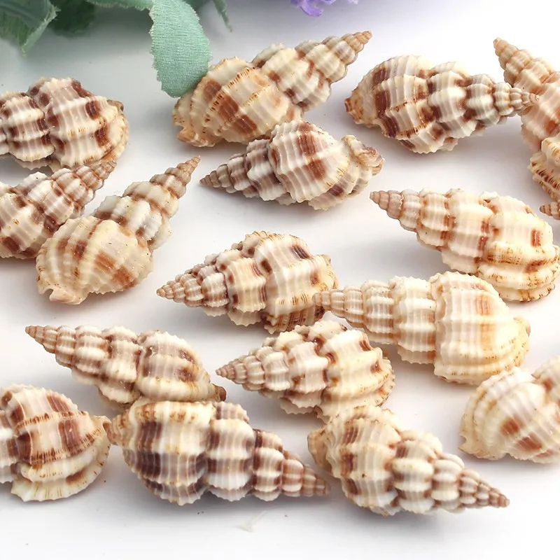Натуральные морские раковины для пляжа украшения из органического Конча ремесло