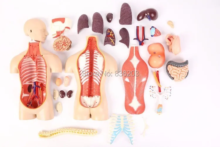 15 дюймовый 4D master human torso суперлюксовый медицинский фототравматический