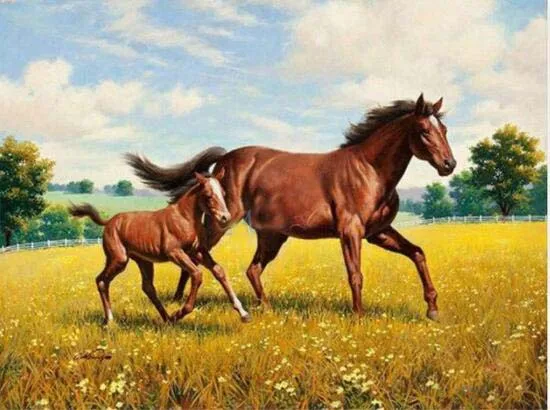 

Квадратная Алмазная картина TOUOILP Paarden 9