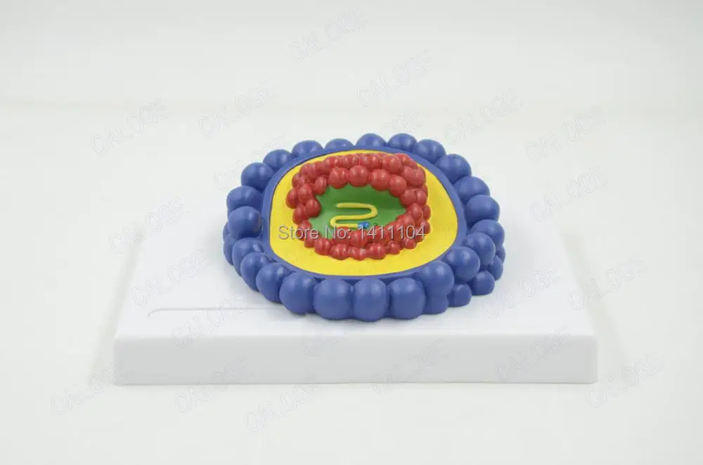 Бесплатная доставка микробиология модель baculovirus adenovirus phage ВИЧ медицинские
