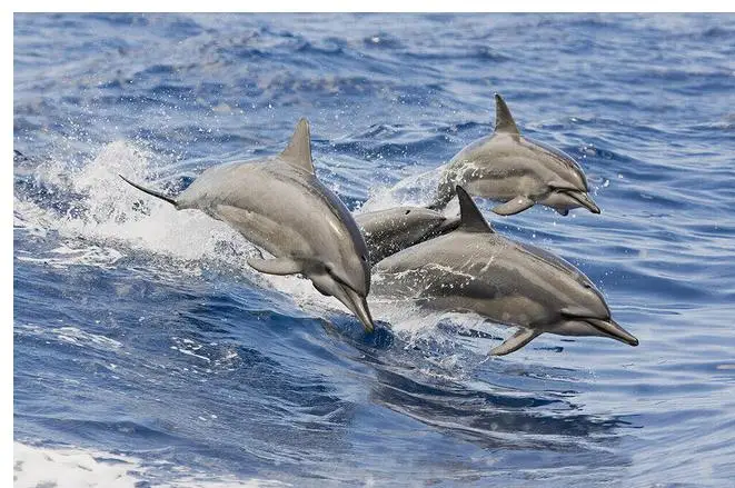 Водонепроницаемые обои 3d ПВХ дельфин украшение для пола живопись