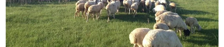 Зима, стиль, кожаный пуховик, мужская куртка из натуральной кожи, толстый воротник из меха норки, натуральная кожа, Мужское пальто с утиным пухом