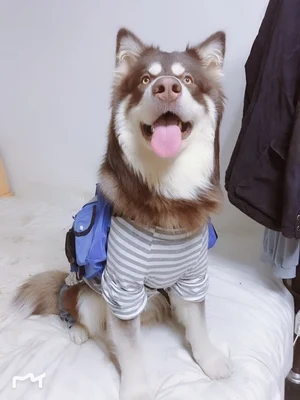 Складная Силиконовая миска для путешествий с животными|Кормление собаки| |