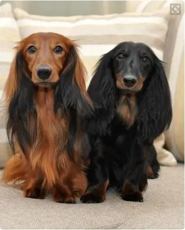 Прямая поставка-длинная шишка ожерельлье с таксой | Украшения и аксессуары