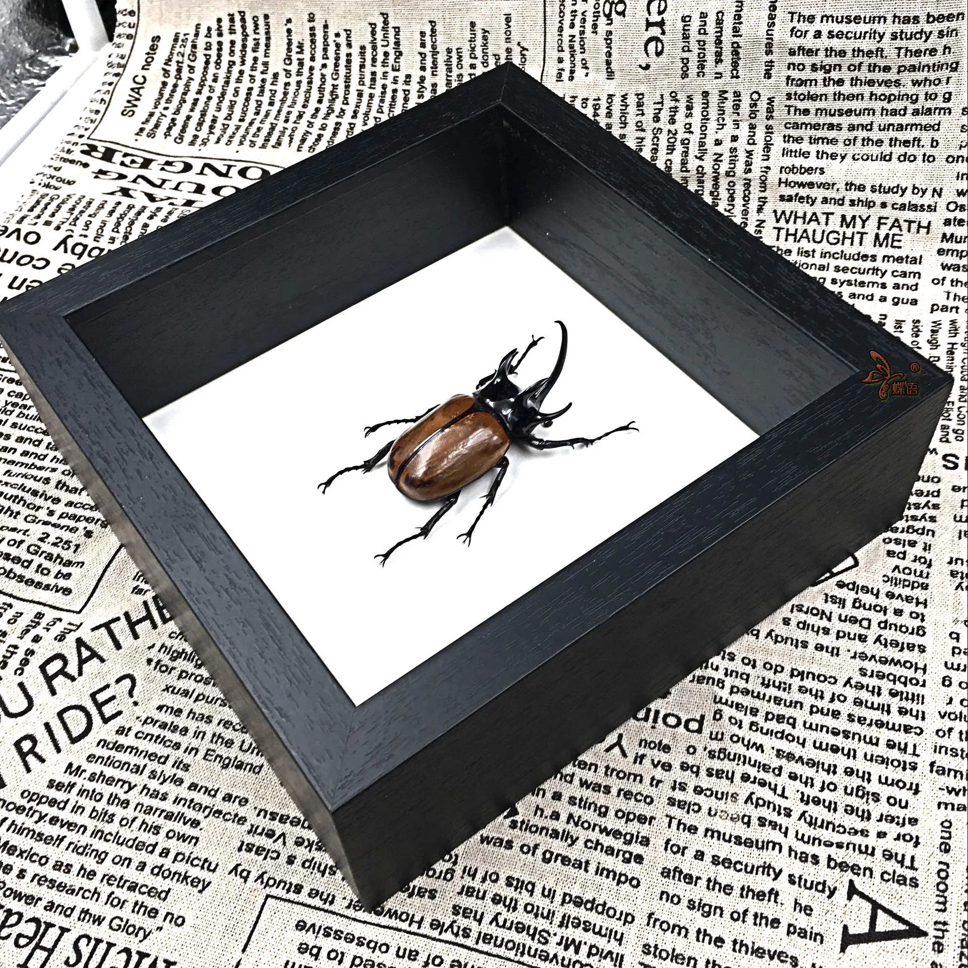 Образцы насекомых Eupatorus gracilicornis с рамкой обучающее оборудование пятирогатый
