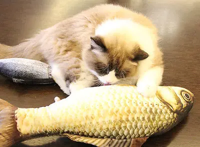 6 стилей новая мода съемный котенок домашней собаки кошка мята игра рыба плюшевые