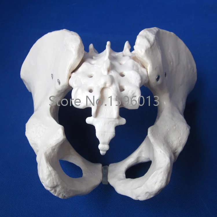 Горячая взрослая модель мужского таза человеческого | Канцтовары для офиса и