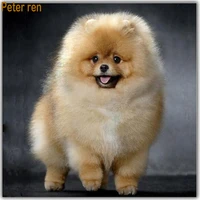 peter ren diamond painting dog diy diamond embroidery pomeranian 5d round mosaic full pictures by numbers rhinestones gray puppy