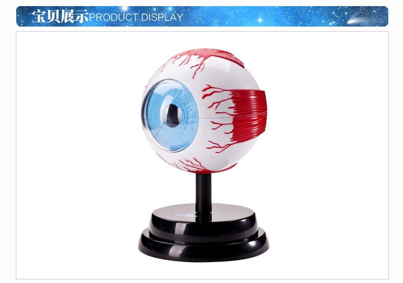 

science experiment Human Medicine eye model set free shipping