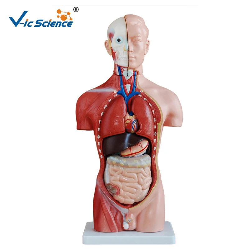 Life Szie 42cm Male Human Body Anatomy Organs Model 13 Parts Medical Science Teaching for Students