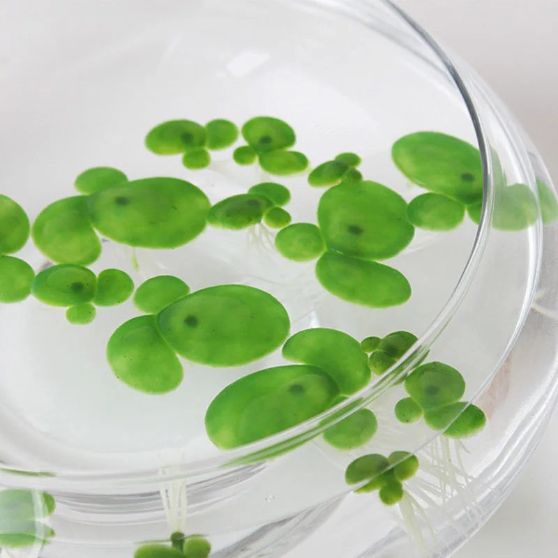 Искусственный цветок Duckweed пластмассовая трава растение для украшения дома DIY
