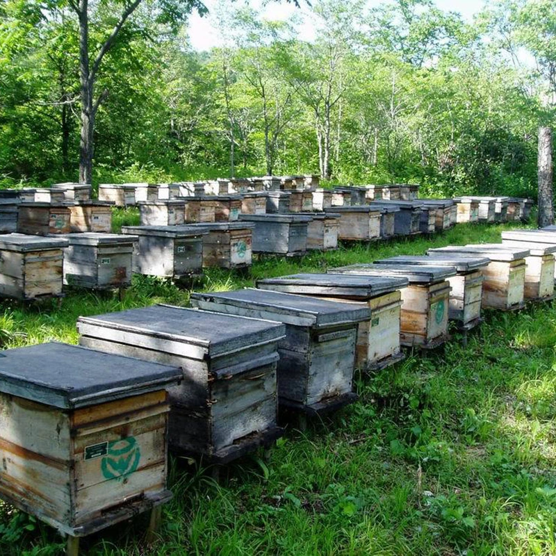 2 шт. пластиковая разделенная королевская доска для пчеловодства пчела королева