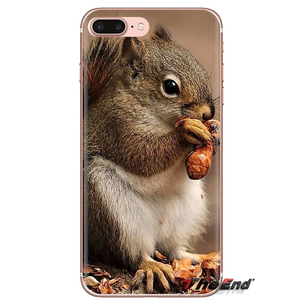 Прозрачные мягкие чехлы для Xiaomi Redmi 4A S2 Note 3 3S 4 4X 5 Plus 6 7 6A Pro Pocophone F1 Red Squirrel Sciurus vulgaris |