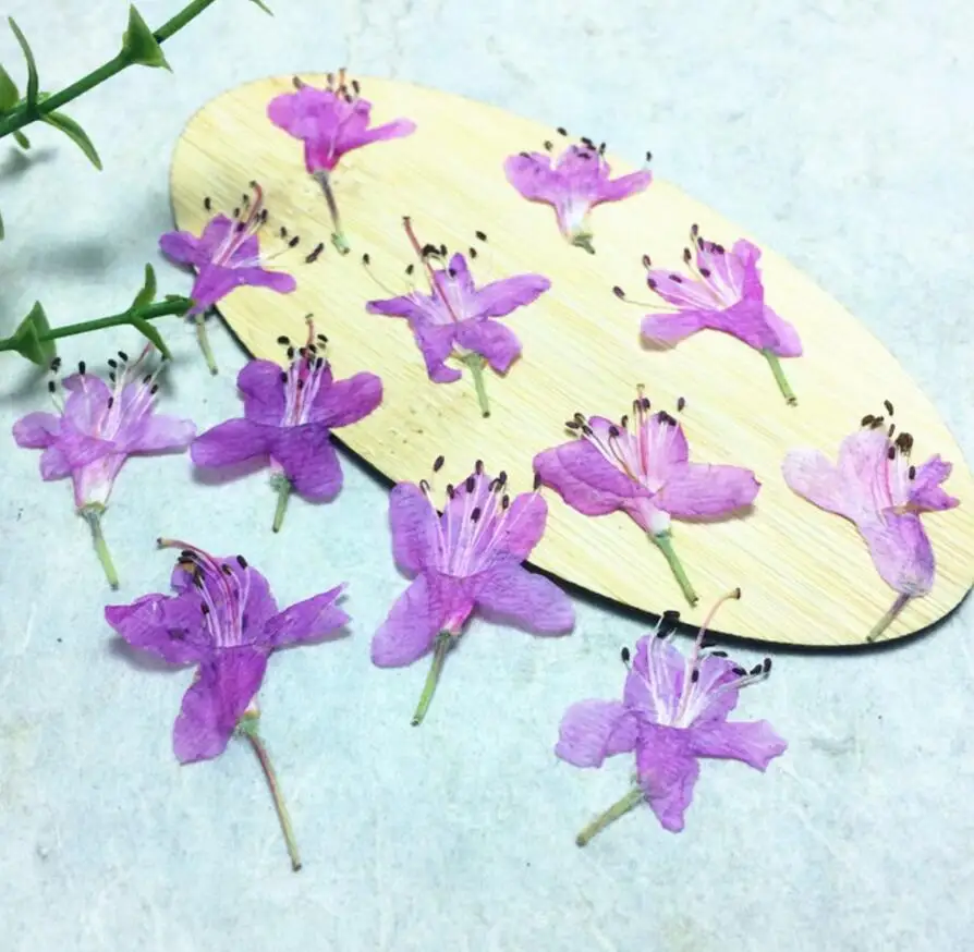 

120pcs Pressed Dried Purple Rhododendrons Flower Plant Herbarium For Jewelry Postcard Invitation Card Phone Case Making DIY