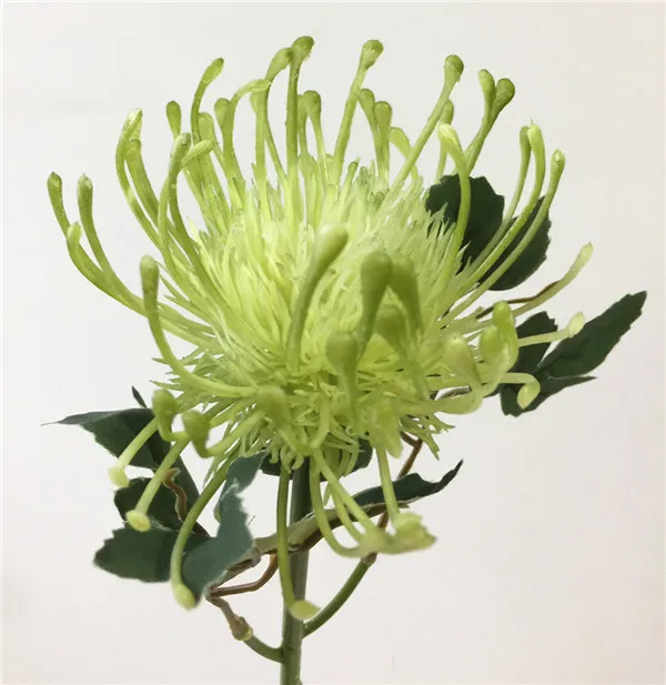 Один пластиковый цветок одуванчика одна голова/шт Leucospermum cordifolium Искусственные цветы 17,7" длинная искусственная Гортензия цветы - Цвет: Зеленый