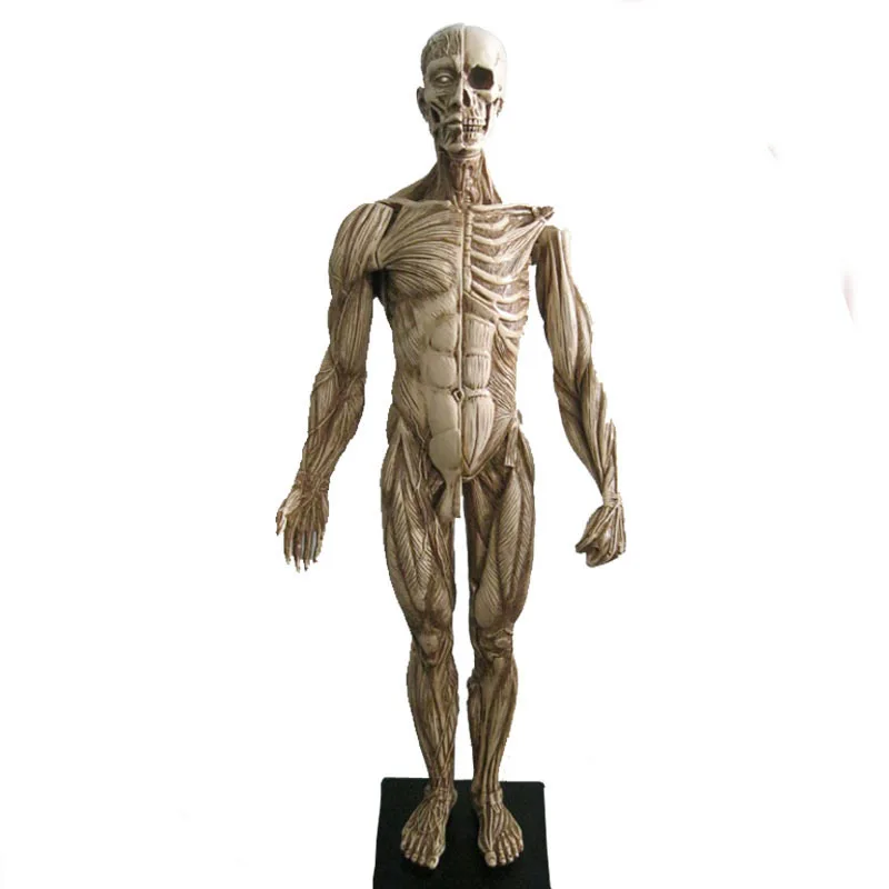 Мужская модель мышц и скелетных анатомических искусств 45 см|sculpture class|painting