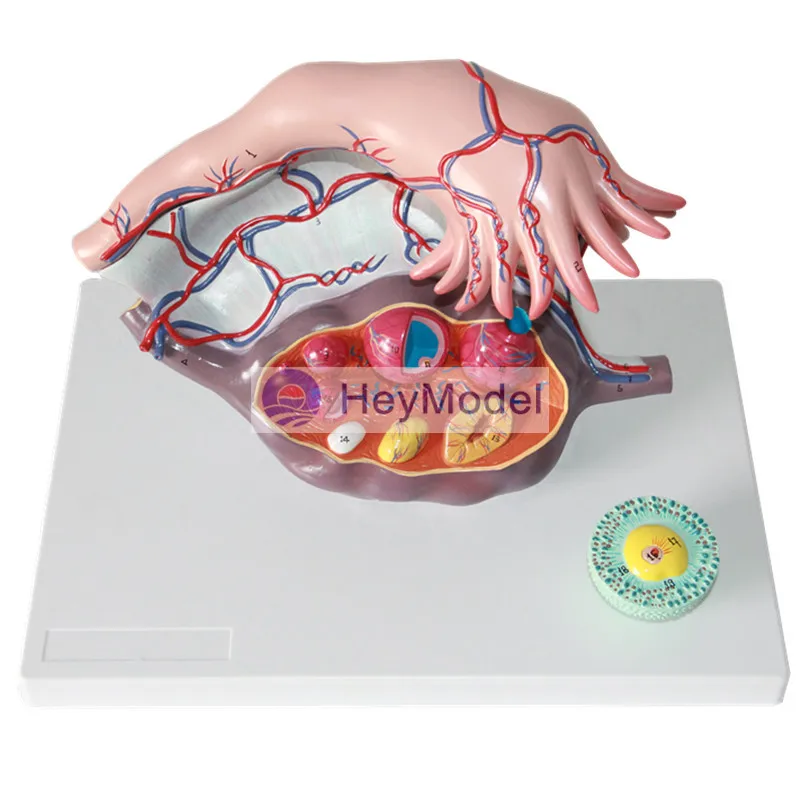 

Модель увеличения яичников HeyModel