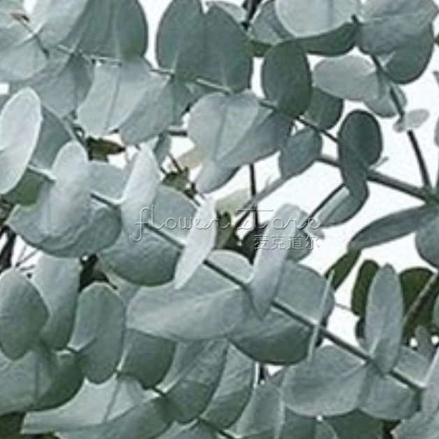 20 впечатляющие сидр десен Эвкалиптового дерева Семена Великолепная редких Цвет