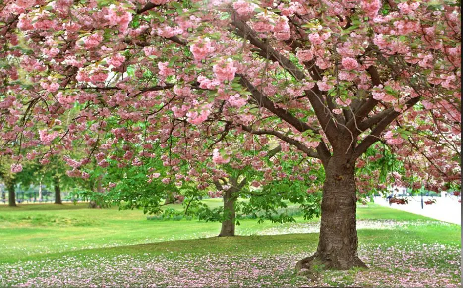 Пользовательские фото обои 3d Персиковый Цветок лес стереоскопические росписи