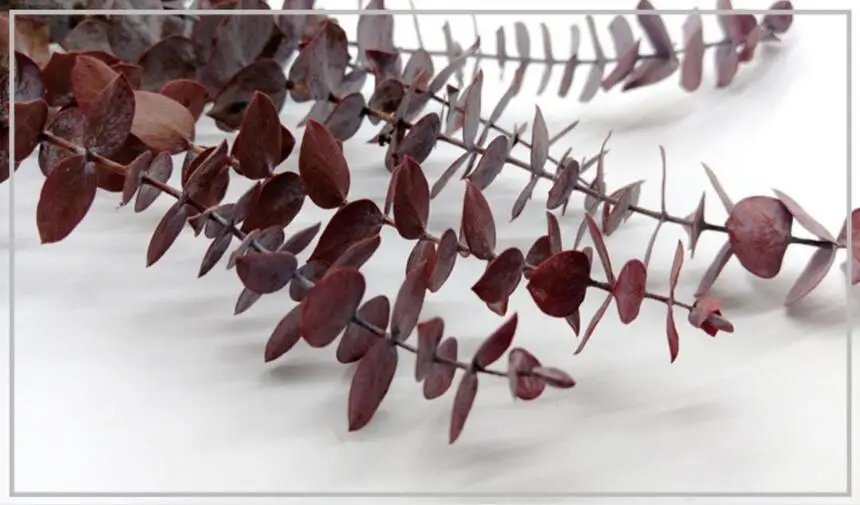 Ветки из листового эвкалипта в длину 20 30 см 10 шт.|eucalyptus leaves|flower arrangementflower arrangements diy |