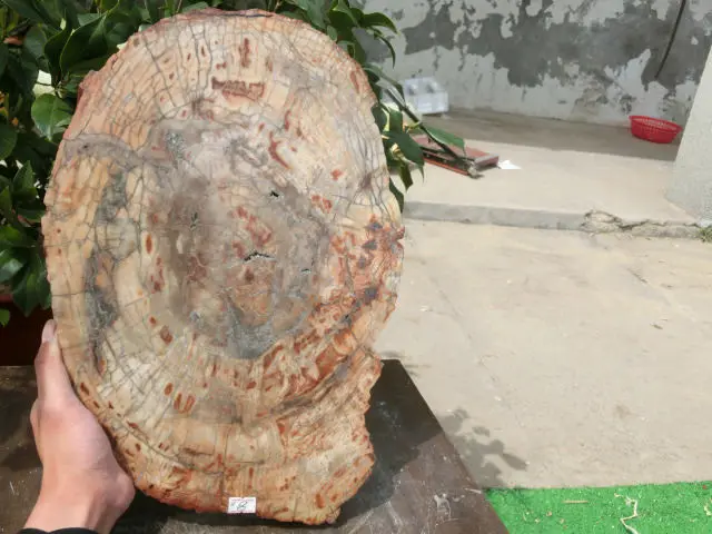 5100 г (11 фунтов) природные окаменелое дерево Fossil Кристалл образца Мадагаскар NTA077 |