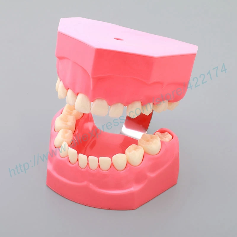 Детская обучающая модель стоматологических зубов стоматолога для обучения