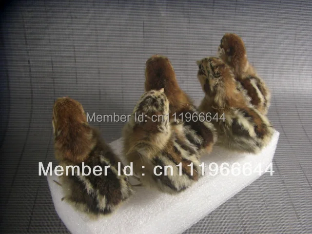Taxidermy настоящая цыпленка Цыпленок 5 штук милая птица | Дом и сад