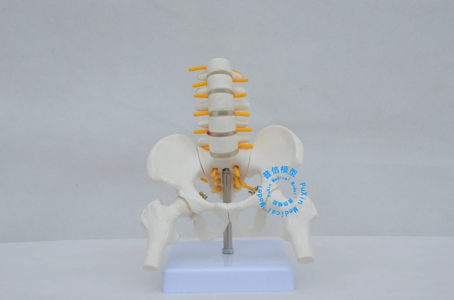 Бесплатная доставка и пятисегментный Поясничный позвоночник модель бедра