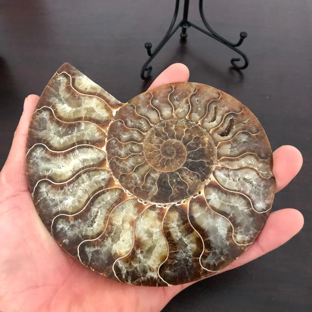 2 шт. натуральные Раковины Ископаемые аммониты украшены вертикальными