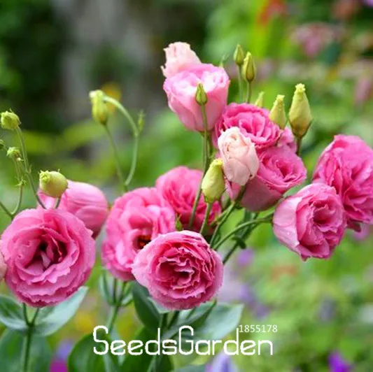 Промоакция! Красный Эустома бонсай многолетние цветущих растений Lisianthus разноцветный набор сделай сам для