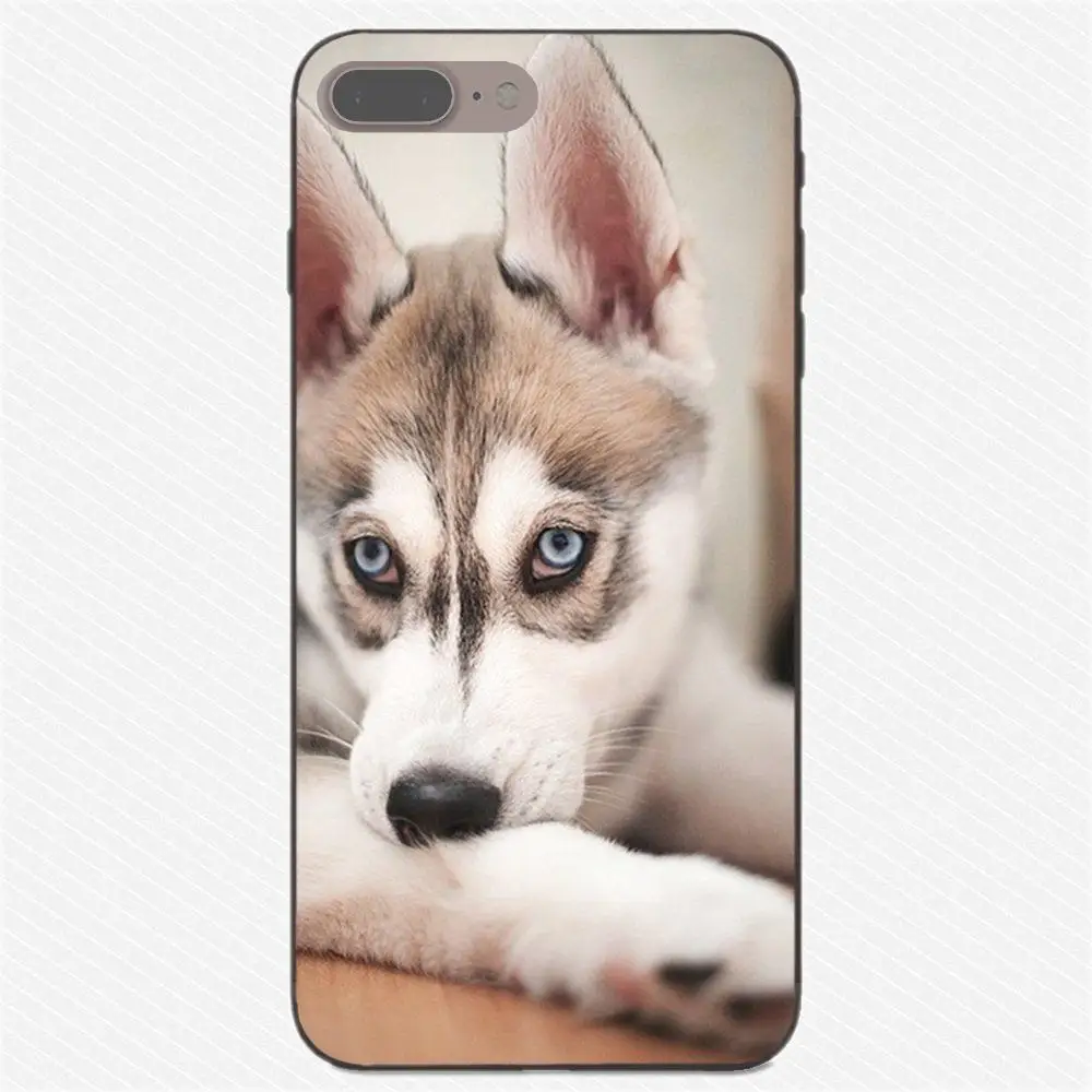 Пикантные Сибирского Хаски рисунком милой собачки для huawei Honor 5A 6A 6C 7A 7C 7X 8A 8C 8X9 10 P8 P9 P10 P20 P30 Мини Lite рlus - Цвет: as picture