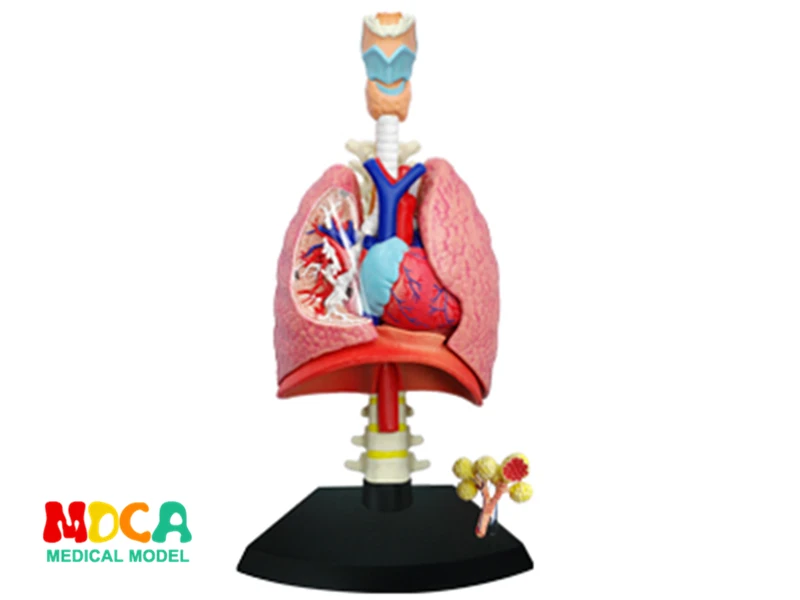 Легких 4d мастер головоломка сборки игрушка орган человеческого тела