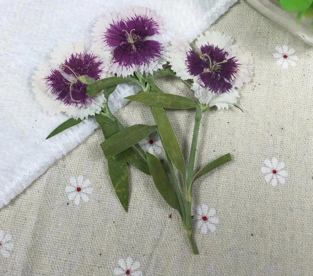 60 шт. 4 7 см|flower flower|dried flower pressdried plants |